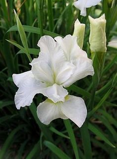 three white flowers are growing in the grass