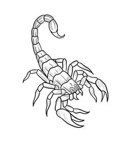 a black and white drawing of a scorpion