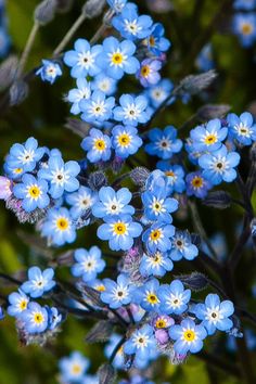 small blue flowers with green leaves in the foreground and on the far side, there is no image here to provide a caption