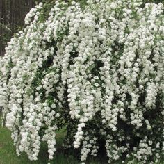 a bush with white flowers in the grass