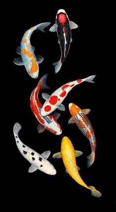 an iphone photo with different colored koi fish in the water and on top of it