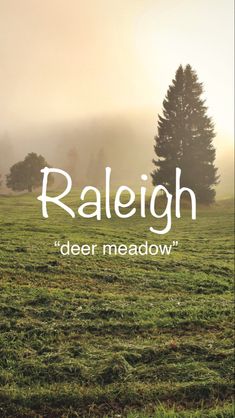 a field with trees and fog in the background that says raeighgh deer meadow