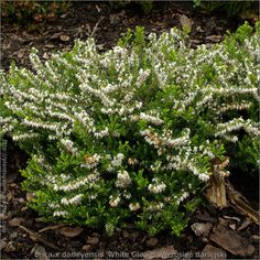 small white and green plants in the dirt