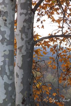 two white trees with yellow leaves in the foreground and a valley in the background