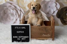 a puppy sitting in a wooden crate next to a sign