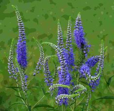 purple flowers with green leaves in the background