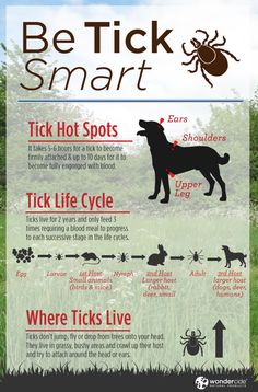 a poster showing how to get rid from ticks and flea bites in the yard