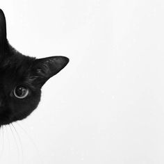 a black cat is looking at the camera while it's head is tilted to the side