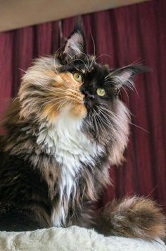 a fluffy cat sitting on top of a bed