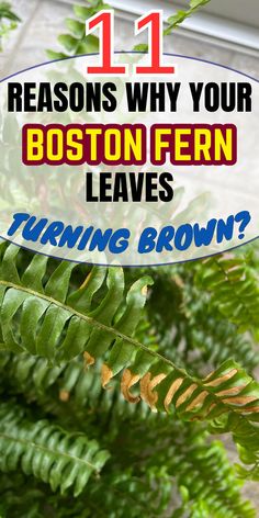 "Discover the top 11 reasons why your Boston fern's leaves are turning brown and learn effective solutions to revive your plant! From understanding common Boston fern problems to mastering Boston fern care, this guide covers everything you need. Explore tips for troubleshooting browning Boston fern issues, maintaining healthy Boston ferns, and rejuvenating your indoor or outdoor plants. Don’t let your Boston fern die—find out how to save your Boston fern and prevent brown Boston fern leaves. Boston Fern Care Outdoor, Tree Fern, Fern Leaves, Plant Needs