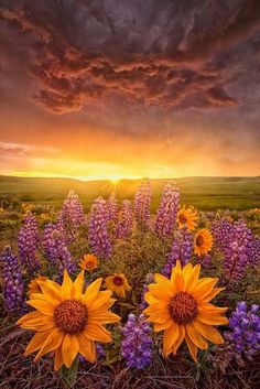 sunflowers and lavender flowers are in the foreground with a sunset behind them