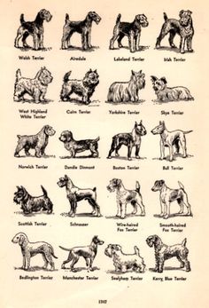 an old book with dogs and their names in black ink on parchment paper, showing the different breeds of dogs