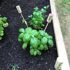 some basil plants are growing in the soil with markers on them that say lettuce