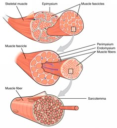 the muscles and their corresponding structures are labeled in this diagram, with labels on each side