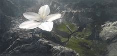 a large white flower sitting on top of a rocky mountain side covered in green moss