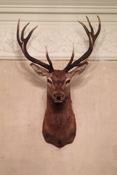 a deer head mounted on the wall