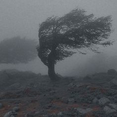 a lone tree in the middle of a foggy field