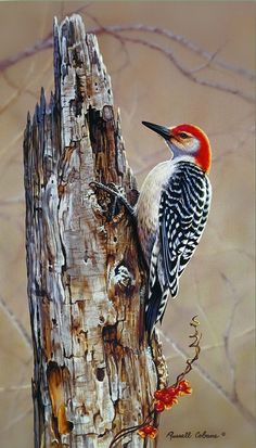 a painting of a red - bellied woodpecker perched on a tree trunk