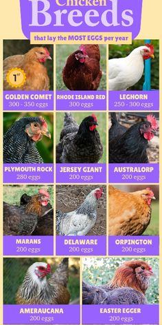 the chickens are all different colors and sizes, but they can be seen in this poster