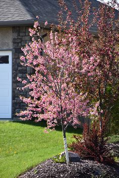 a pink tree in front of a garage