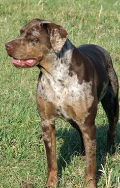 a brown and white dog standing on top of a lush green field