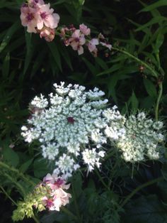 some white and pink flowers in the grass