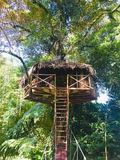 a tree house in the middle of some trees