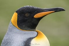 a close up of a penguin with water droplets on it's head