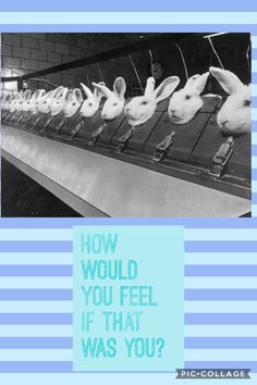 an image of rabbits in a row with the words how would you feel if that was you?