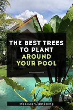 the best trees to plant around your pool