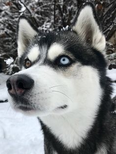 a close up of a husky dog with blue eyes and snow on the ground behind it