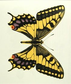 two yellow and black butterflies on a white background