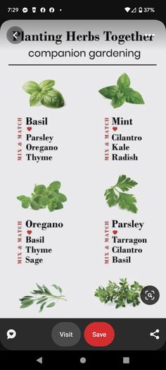 a poster with different herbs on it and the names of each herbs in english