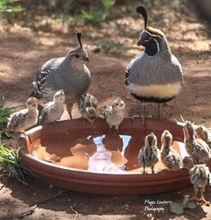 a group of birds standing on top of a birdbath filled with baby ducks