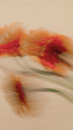 blurry photograph of orange and red flowers with words on the bottom right corner that reads, it's been long and i'm'm'm'all in love