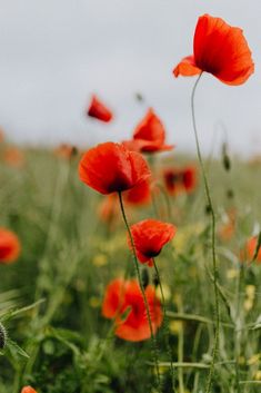 some red flowers are growing in the grass