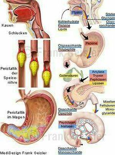 an image of different types of utensils and their functions in the human body