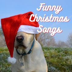 47 Funny Christmas Songs. Add some humor to your holiday season with a playlist of funny pop, rock, country, and novelty Christmas songs. Funny Christmas Songs, Boy Dog Clothes, Christmas Music Videos, Christmas Memes, Calm Dogs, Dog Projects, Throw Pillows Christmas, Colorful Animals