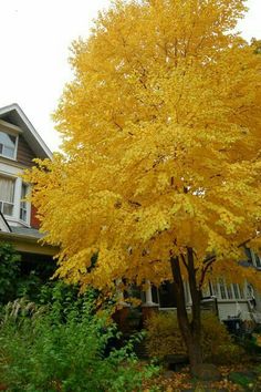 a tree with yellow leaves in front of a house