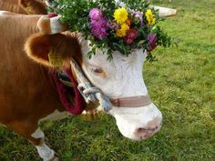 a cow wearing a flower crown on its head