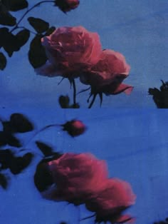 two pink roses are shown against a blue background