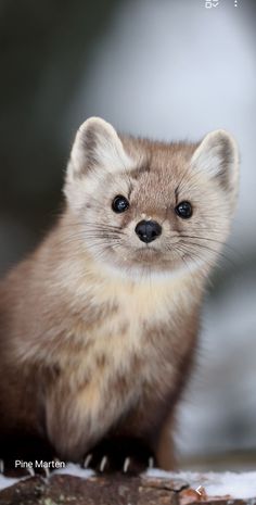 a small animal sitting on top of a tree branch next to snow covered ground with trees in the background