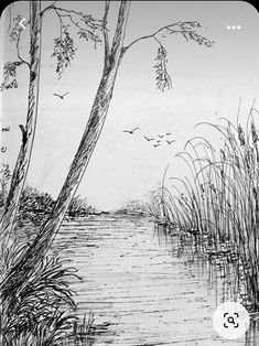 a pencil drawing of a river with reeds and trees