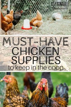 chickens and roosters in their coop with the words must have chicken supplies to keep in the coop