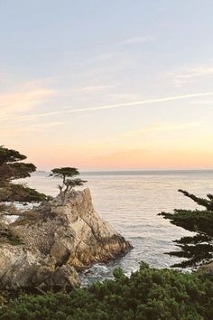 a lone tree sitting on top of a cliff next to the ocean and trees growing out of it