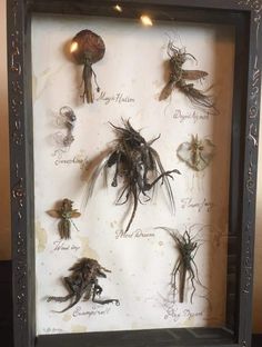 an insect display in a shadow box