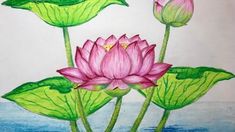 three water lilies with green leaves floating on the water