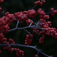 red berries are growing on the branches of a tree in the dark, with black background