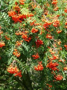 an orange tree filled with lots of red berries