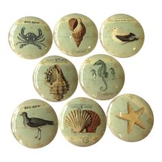 six seashells and starfish are depicted on buttons